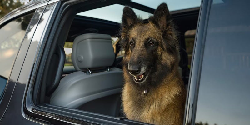 Dog inside Grand Wagoneer